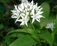 B&auml;rlauch - Bl&uuml;te und Bl&auml;tter