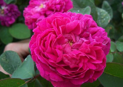 Bl&uuml;te der Damaszener Rose